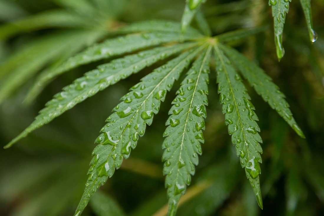 CHARLA Mercados legales, ilegales y grises ¿Por qué no todos los usuarios de cannabis se pasan a la legalidad? CHARLA Mercados legales, ilegales y grises ¿Por qué no todos los usuarios de cannabis se pasan a la legalidad?