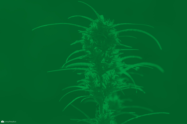 ENCUENTRO Neuroimagen de los efectos del cannabis en la cognición y el sistema de recompensa