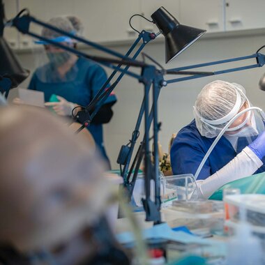 Estudiantes, Carrera, Odontología, Universidad Católica